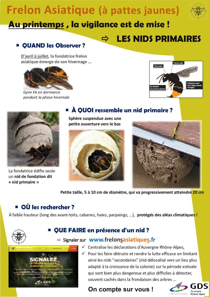 thumbnail of frelon-asiatique-nids-primaires-version-if